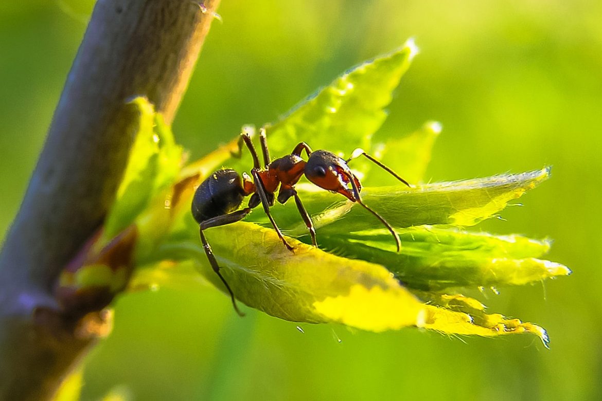 Oeroude schimmel onthuld: ‘Zombie’-schimmel infecteerde insecten al 99 miljoen jaar geleden